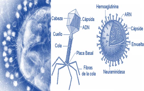 Estructura de un virus