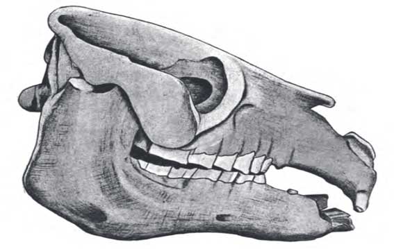 Cráneo de Toxodon presentado por Ameghino | Fuente: Florentino Ameghino (1899)