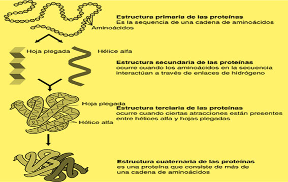 Estructura de las proteínas | Fuente: Instituto Nacional de Investigación del Genoma Humano de los Estados Unidos.