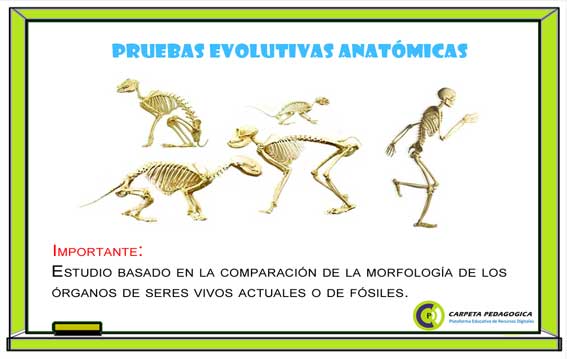 Pruebas Evolutivas Anatómicas.