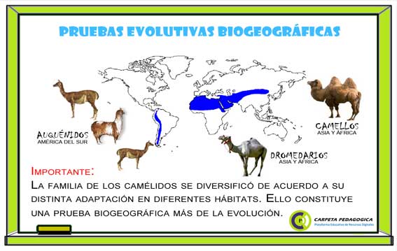 Pruebas Evolutivas Biogeográficas.