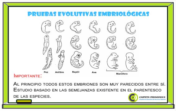 Pruebas Evolutivas Embriológicas.