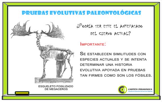 Pruebas Evolutivas Paleontológicas.