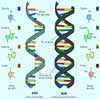 ARN: Ácido ribonucleico